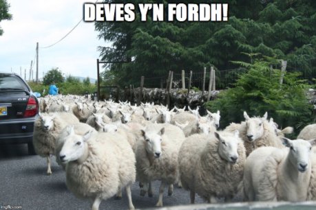 KapnPol's tweet photo. Deves yβn fordh!
Sheep in the road! #CornishProblems https://t.co/grUGdDPCX6