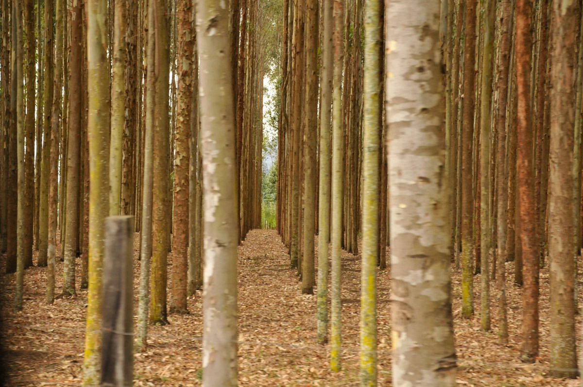 restoreforward's tweet photo. Plantations are often seen as the antithesis of #forest restoration. #NowReading about how, if approached sustainably, plantations are not only capable of contributing to restoration, but also #food security, improved household income, and wild habitats. https://t.co/DIdLoaNFQi https://t.co/6GljfloZlC
