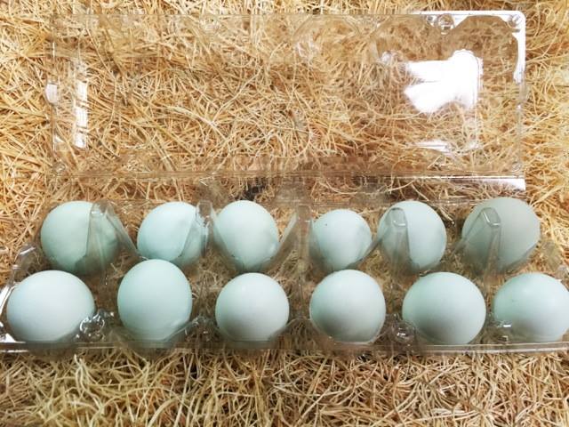 Фото кур несущих голубые яйца. Яйца кур Араукана. Амераукана яйца. Амераукана Лаванда яйцо. Араукана порода кур яйца.