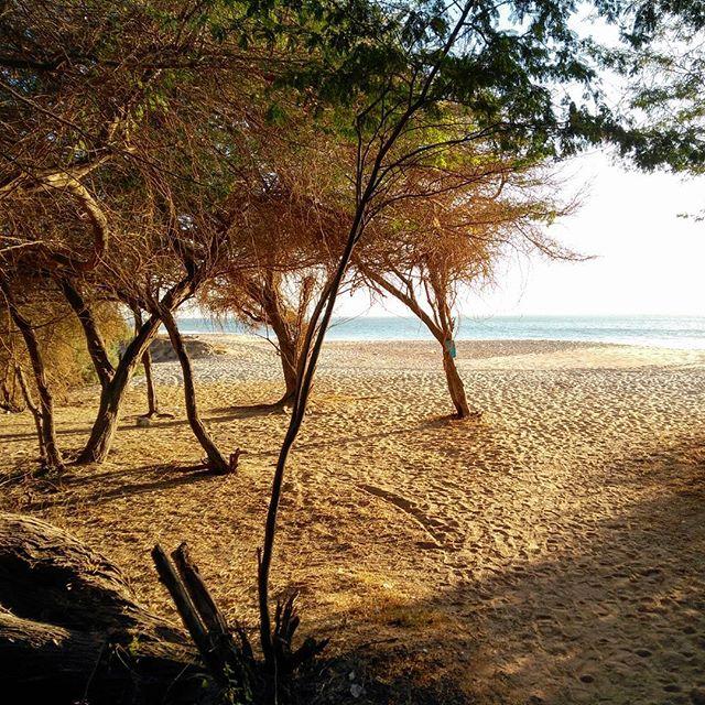 skddc's tweet image. Sénégal has some of the prettiest beaches that #hackerbeach has seen so far. (And still time to book a flight to Dakar and join us on the way down to Banjul in the Gambia.)