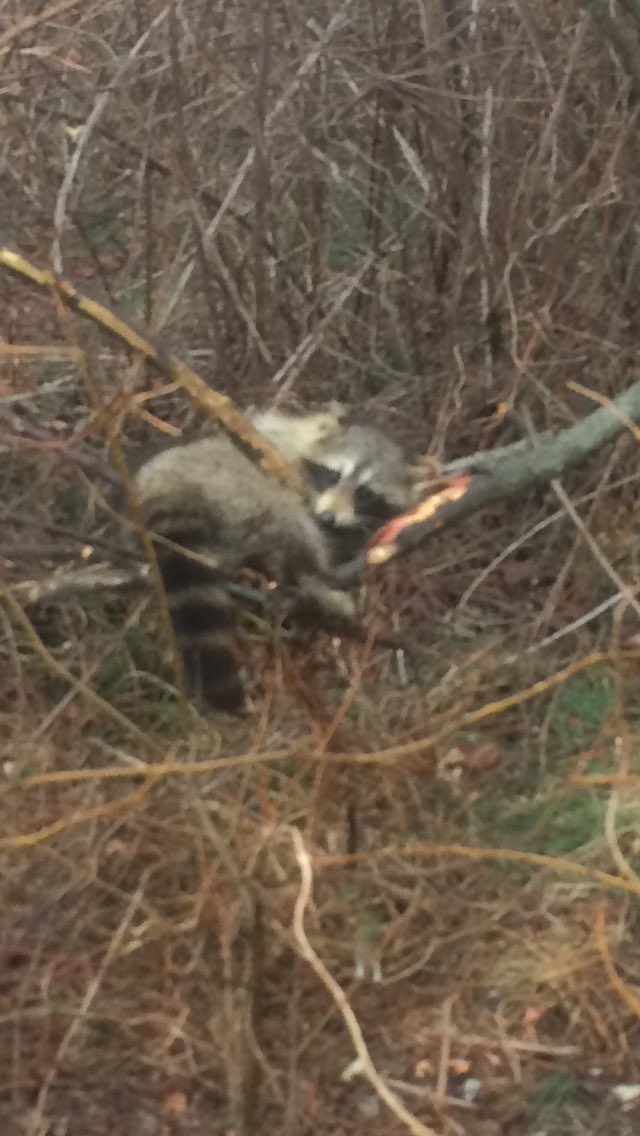 Female trash panda pulled a wolffang anchor and got tangled up thank god !!