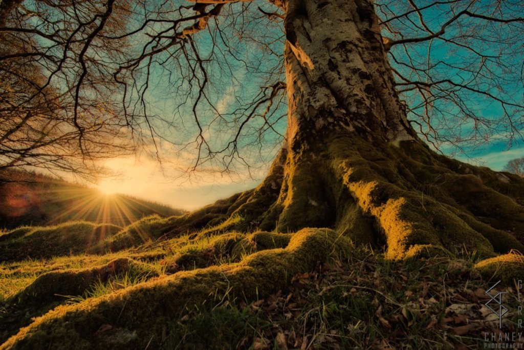 Celtic Mythology: Five Sacred Guardian Trees of Ireland stairnaheireann.net/2018/01/12/cel…