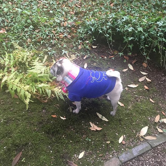 jevansinteriors's tweet photo. Paloma’s not ready to take off her Christmas jumper yet! #january #jumper #christmasjumper #johnevansdesign #interiordesign #pugsofinstagram #pugfriday #friday #pug #puglife #interiordesigners https://t.co/CtwTTQLLFu https://t.co/iJT4bk0ggt
