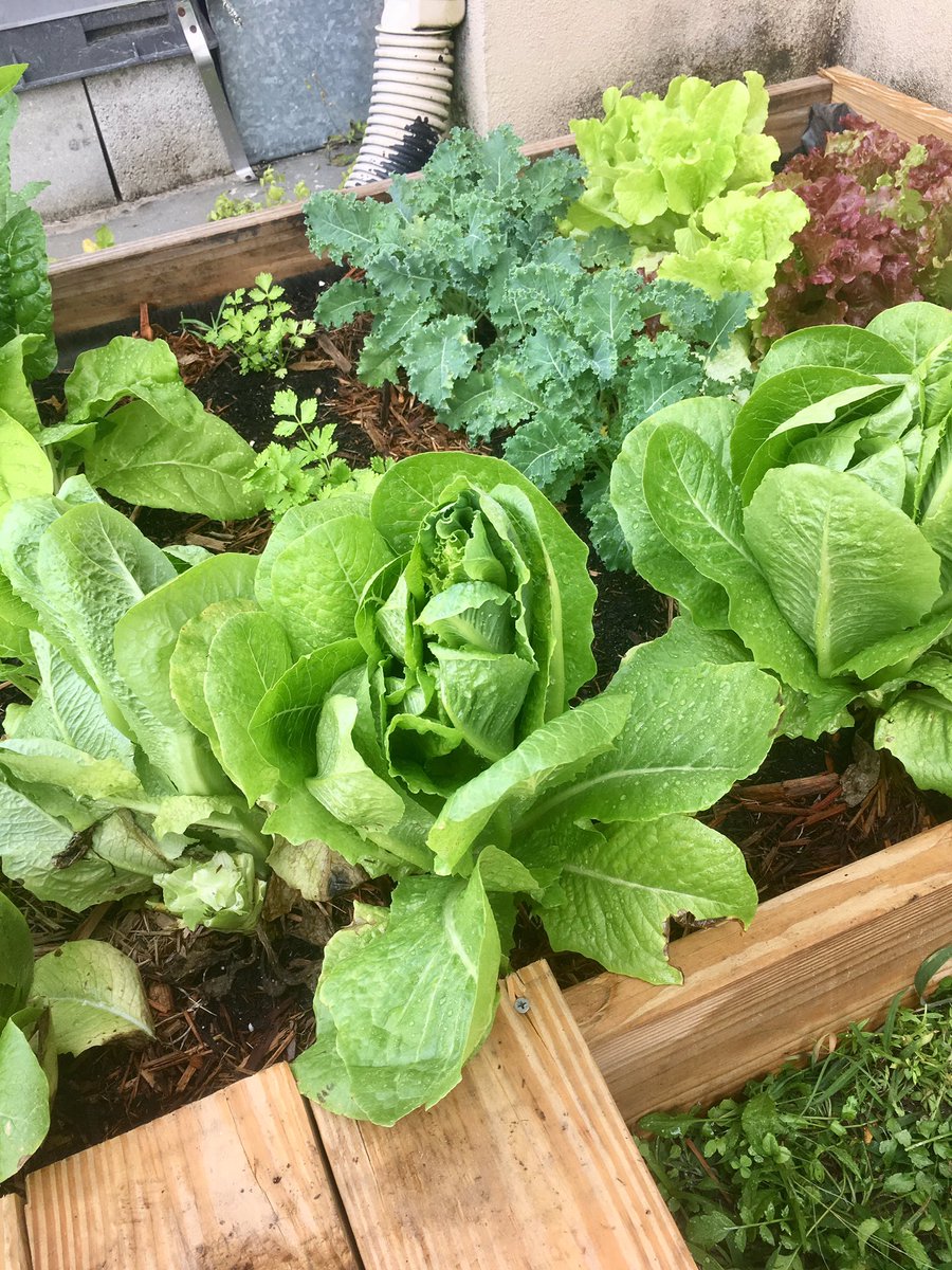 Pena_TCMS's tweet photo. Mary, Mary quite contrary, How does your garden grow? ❤️ our school garden... time for lettuce wraps! https://t.co/W2D2CsHk14