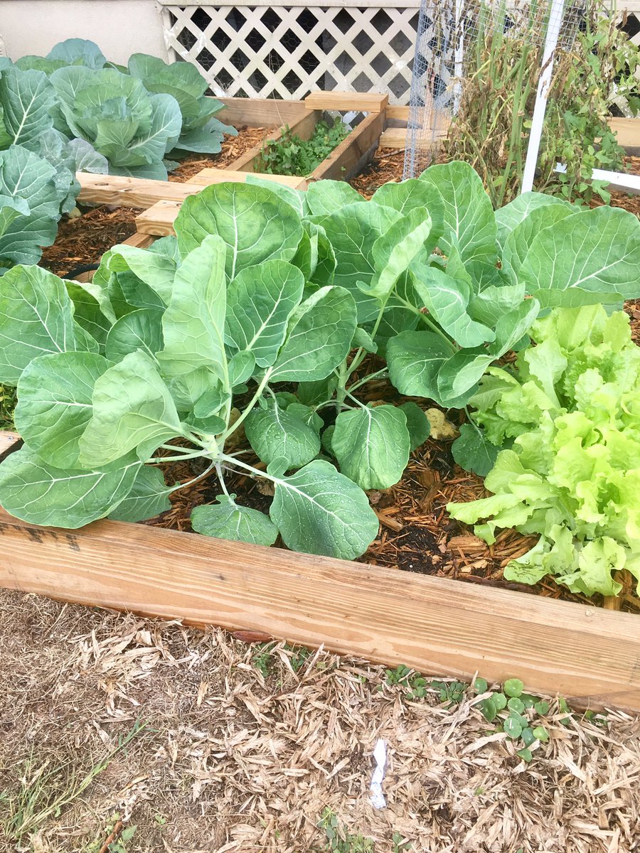 Pena_TCMS's tweet photo. Mary, Mary quite contrary, How does your garden grow? ❤️ our school garden... time for lettuce wraps! https://t.co/W2D2CsHk14