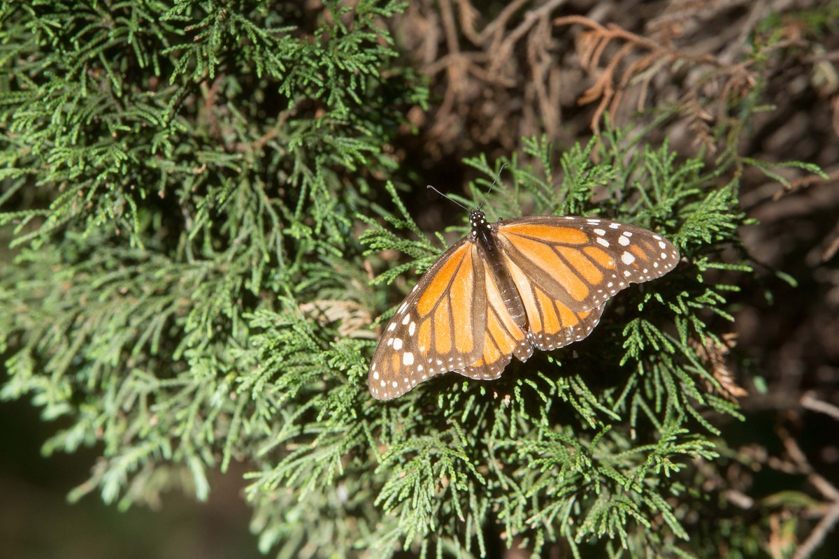 AmbienteEdomex's tweet photo. Los mejores días para visitar a la #MariposaMonarca son los soleados y se recomienda unos zapatos cómodos o botas todo terreno. El recorrido dura aproximadamente 2 horas y cada uno de los santuarios ofrece diferentes productos y servicios. https://t.co/c2HoqIRq6t