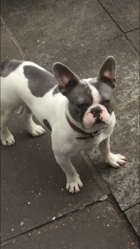 lilac and white french bulldog
