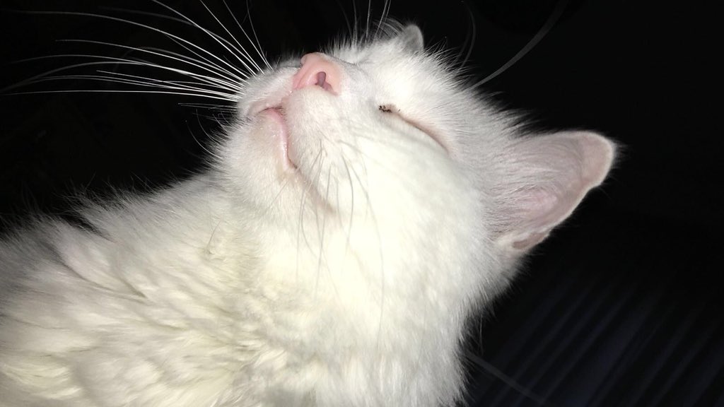 ACİL destek bekliyor‼️
Tümörü olan bu kedimiz ameliyat olup kemoterapiye başlayacaktır. Desteğinize ihtiyaç var🙏🏻
Bağışlarınız için iban numarası:
TR76 0001 0024 0583 2887 1050 01
Damla Kuzu, Ziraat Bankası
Bilgi almak isteyenler için iletişim numarası: 0555 881 3701