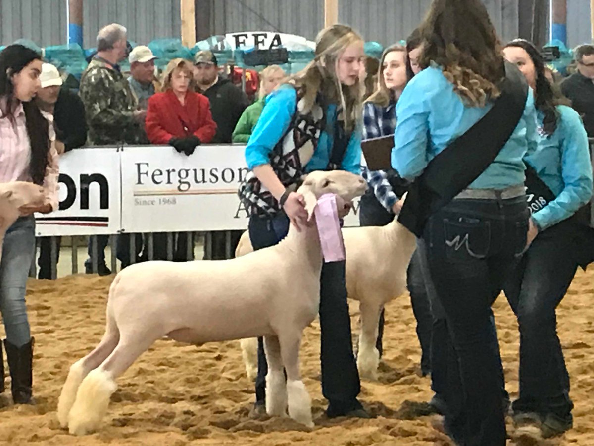 robinson_mark_a's tweet photo. @AISDBowie @bowieaustinffa students winning ribbons and selling stock @OfficialTCYS. Prize winning animals showing today and tomorrow. Good work y'all! #BowiePride https://t.co/cjLIepzXDR