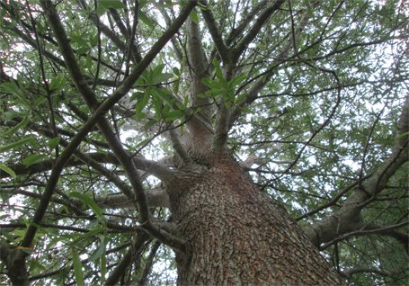 treescharlotte's tweet photo. Many homeowners wonder when it's time to call an arborist for help. Find out the answer at the 6th Annual Urban Forestry Summit on Jan. 23. https://t.co/54rE3ivIGd. https://t.co/nWzjpmaIF7