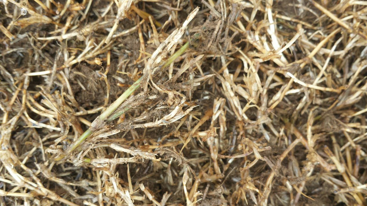 TurfPhD's tweet photo. Looks like we've made it thru the first cold snap. Even on heavily trafficked bermuda, stolons are firm and green. Hopefully this next cold snap will be accompanied by snow! https://t.co/faE36iRsXT
