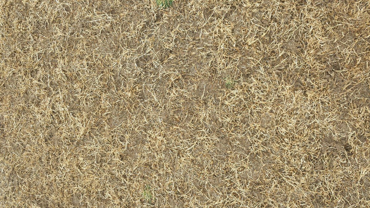 Looks like we've made it thru the first cold snap. Even on heavily trafficked bermuda, stolons are firm and green. Hopefully this next cold snap will be accompanied by snow!