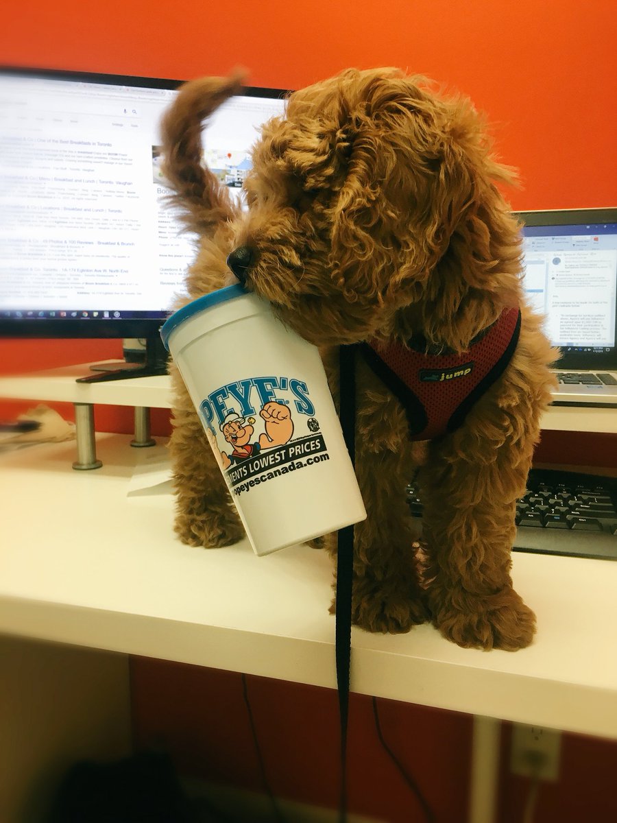 jessicaspremo's tweet photo. Hey @PopeyesCanada need a new spokespup? https://t.co/GvXpnkp1o7