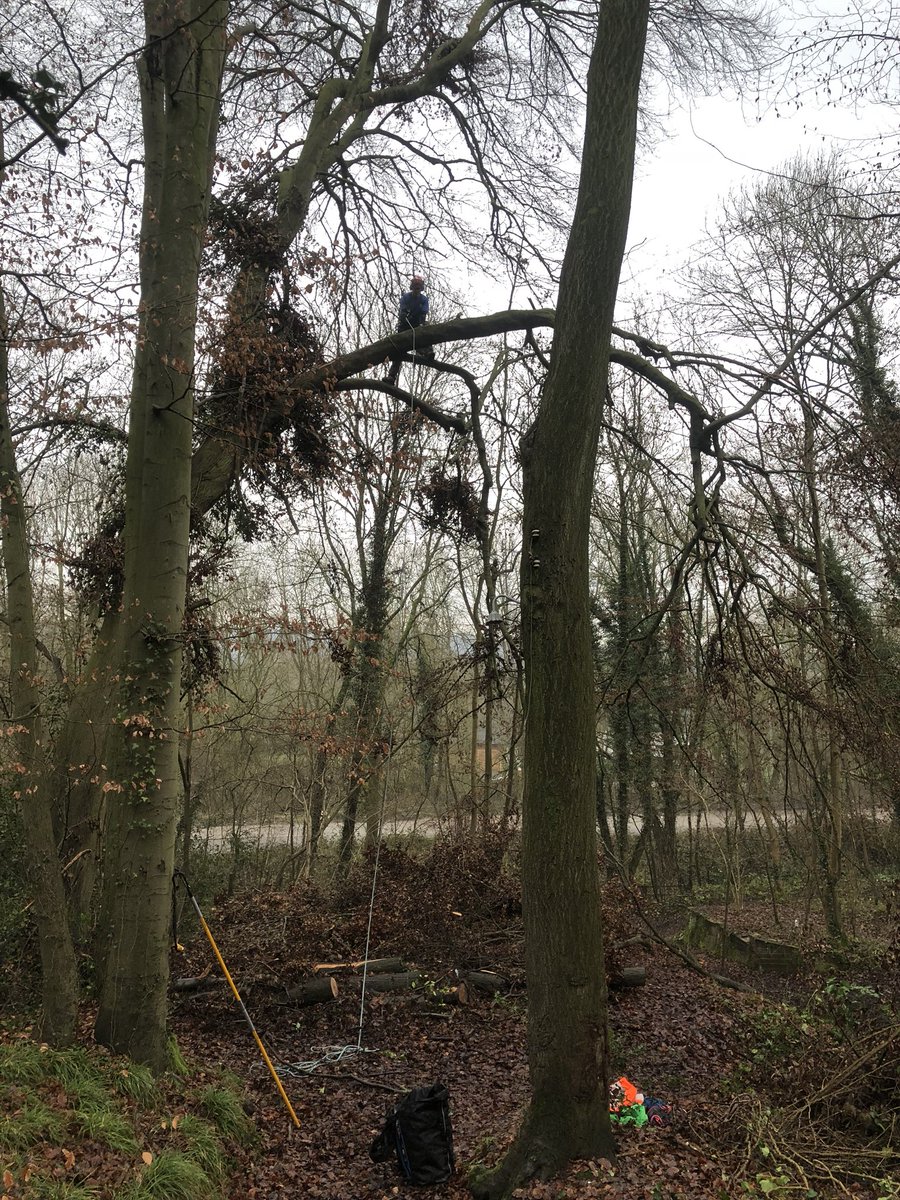 Wildlofthouse's tweet photo. Tricky storm damage clearance with Mr Guy. Also spiked the bl☠️☠️dy climbing line.......not sure that’ll pass its next loler! @thewholetree https://t.co/LXue2l8UN7