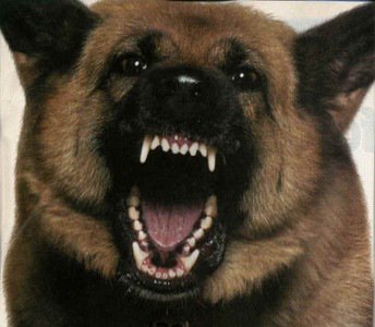 K9_Dan's tweet photo. SAY AHWWWW... AND YOU WONDER WHY VETS CHARGE SO MUCH? https://t.co/3qJ47iyYIE