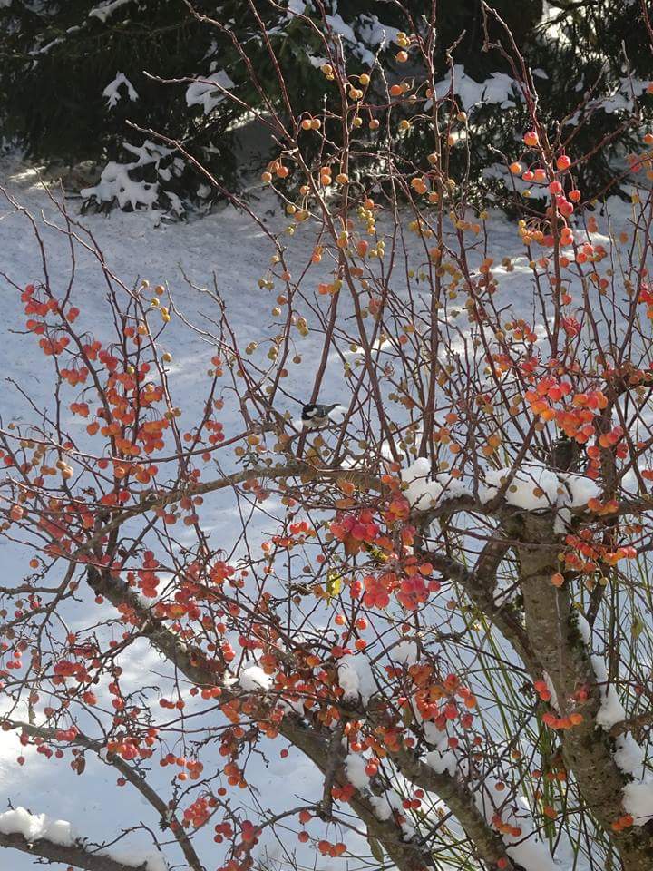 AMPhotographie3's tweet photo. #snowywinter #winterinswitzerland #littlebirdishungry https://t.co/DtHevZqFz7