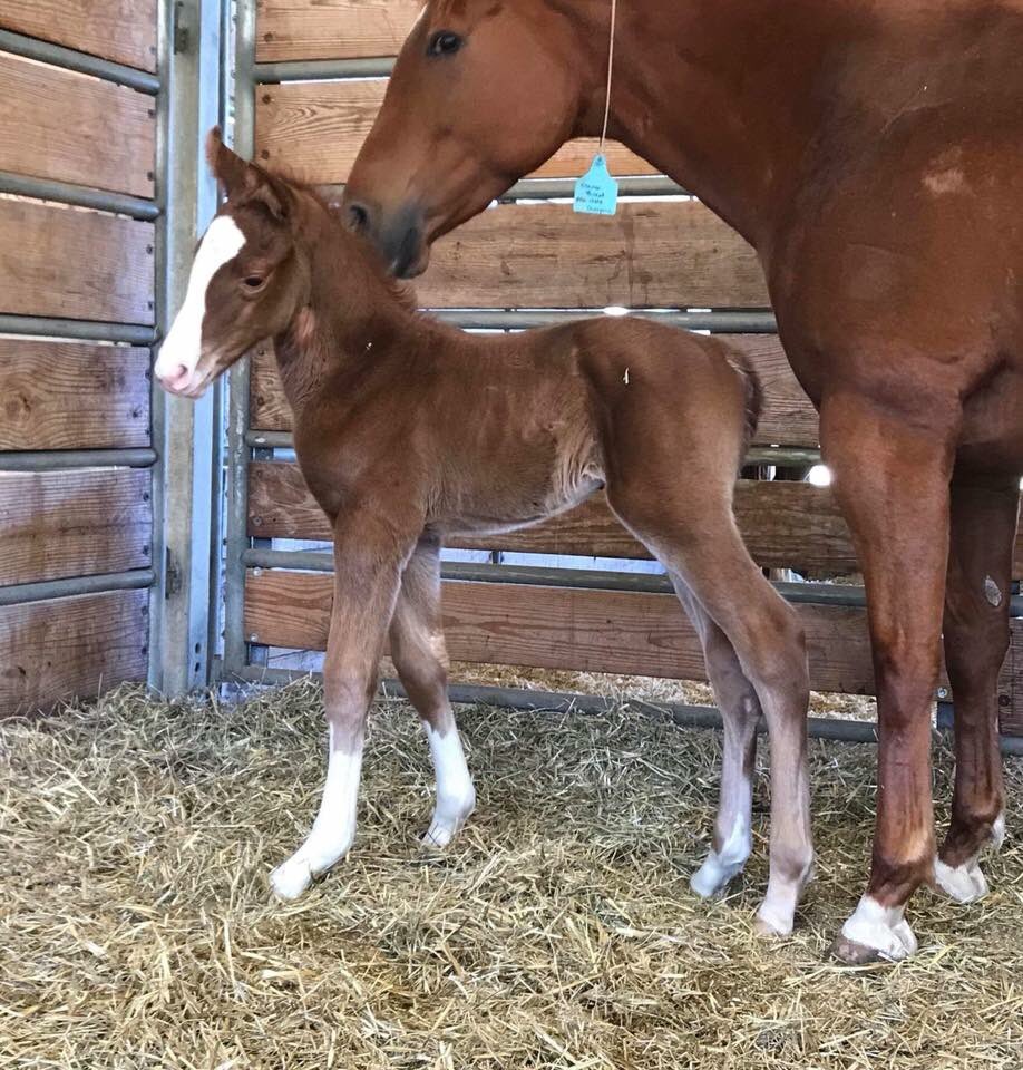 GranadaFarms's tweet photo. Beautiful #Dealagame colt out of Glamour Threat. Owned by Pete Scarmardo. #2018foals https://t.co/1uFc4QyzwG https://t.co/dlixACbgR5
