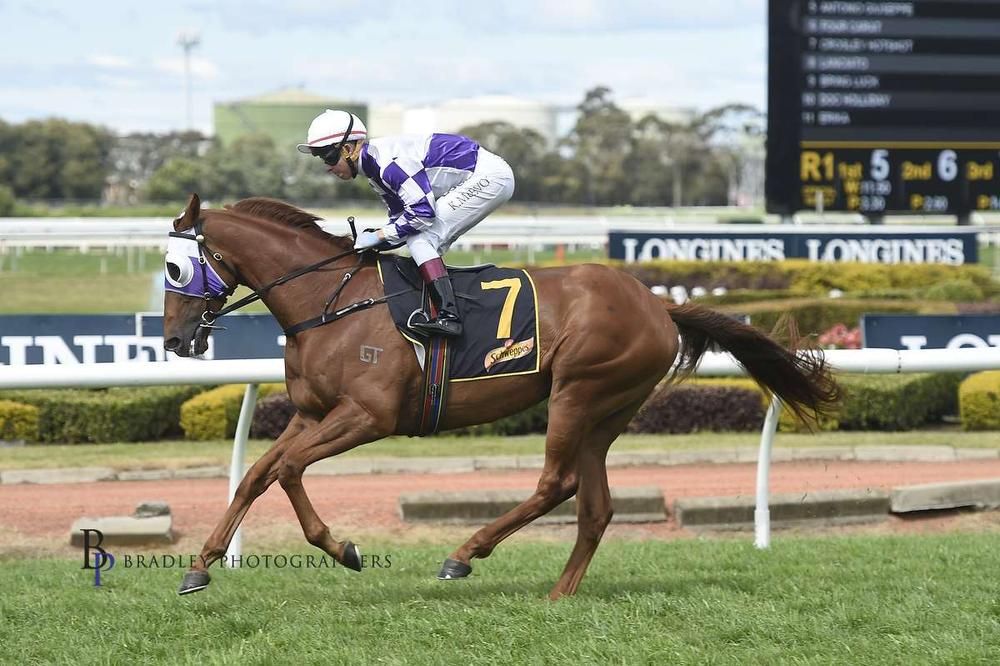 bldstckauction's tweet photo. *UNRESERVED* Lot 8: Crosley Hotshot AUS  Sound Metro Winner by SEBRING > Full Catalogue: 
https://t.co/yasFq0M5Sj  ⏰ Final Countdown starts Tue 16 Jan 7pm AEDT! #Bloodstockauction #Thoroughbreds #WeeklyAuctions https://t.co/I90b93pfnr