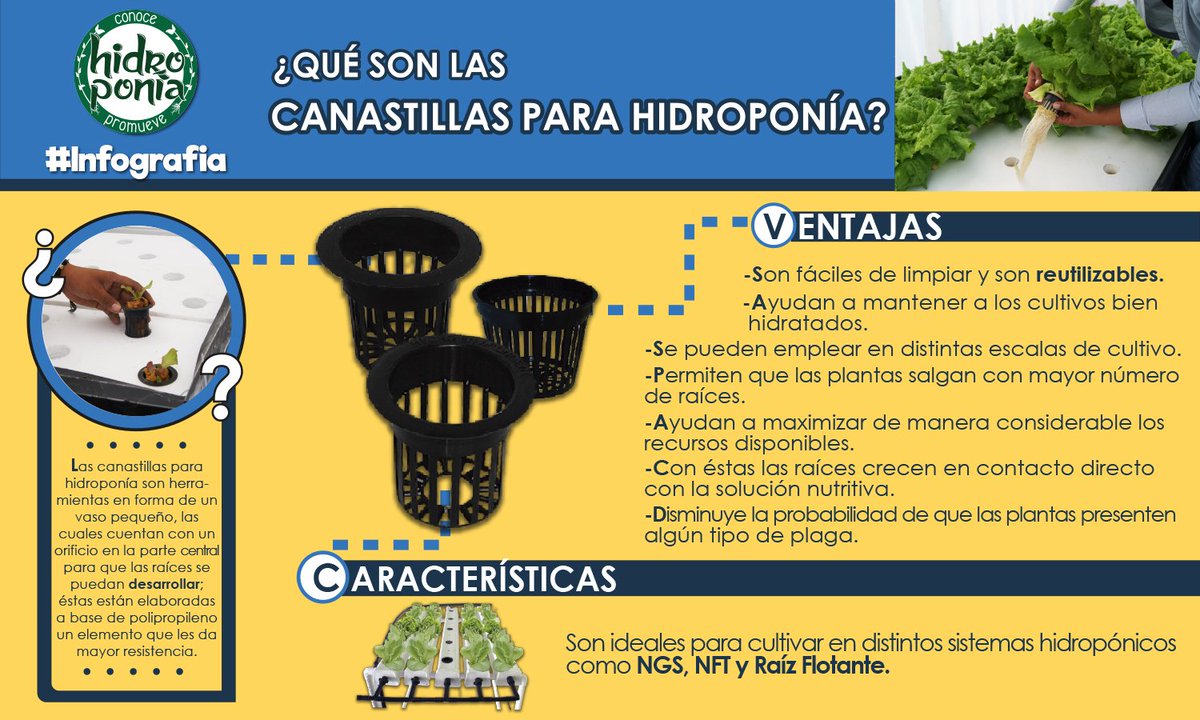 PromueveHidro's tweet photo. Las canastillas ayudan a maximizar el uso de los recursos disponibles, además permiten obtener mayores rendimientos 

Conoce más en la siguiente #Infografía https://t.co/saw0IOCHy1