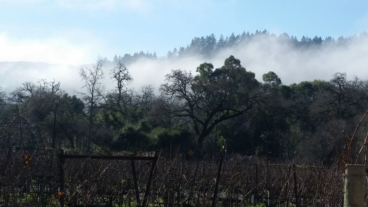 Fog is hanging around this morning.#Napa #WineTasting <a href="/Wastal/">Cathi</a> @NapaChats <a href="/VisitNapaValley/">Visit Napa Valley</a> <a href="/winewankers/">The Wine Wankers 🍾🤛🎉🥂</a> <a href="/amylieberfarb/">Amy Lieberfarb</a> <a href="/aboutdamnwine/">About Damn Wine</a> <a href="/Friscokid49/">Texas Wineaux</a> @WineFoodGuide <a href="/onceuponawine_/">ONCE UPON A WINE ®™ OFFICIAL</a> @Barococo_DD @MoMo_SanDiego <a href="/ChewYourBooze/">Chew Your Booze</a>