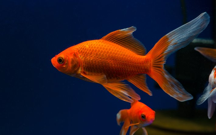 美しい魚 Twitter Search Twitter