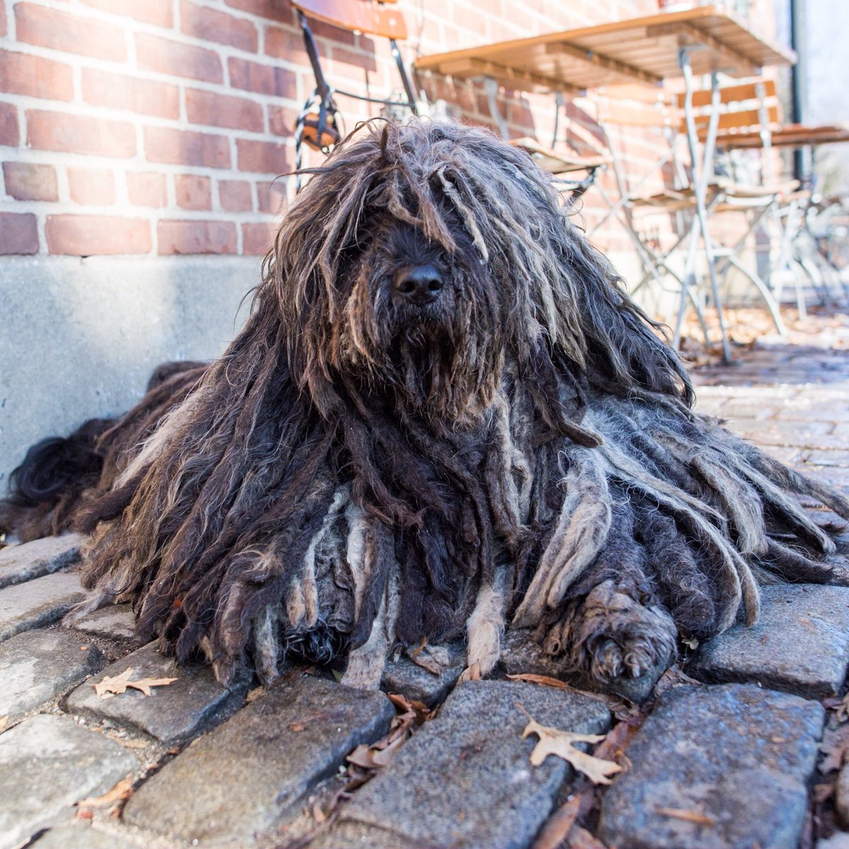 bergamasco sheepdog puppies