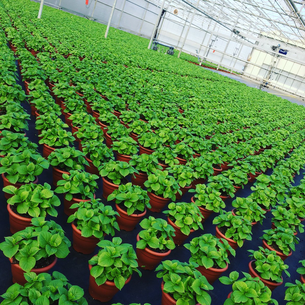 We are loving this week’s view.. watch them turn #pink for Mother’s Day! 💕 #hydrangeas