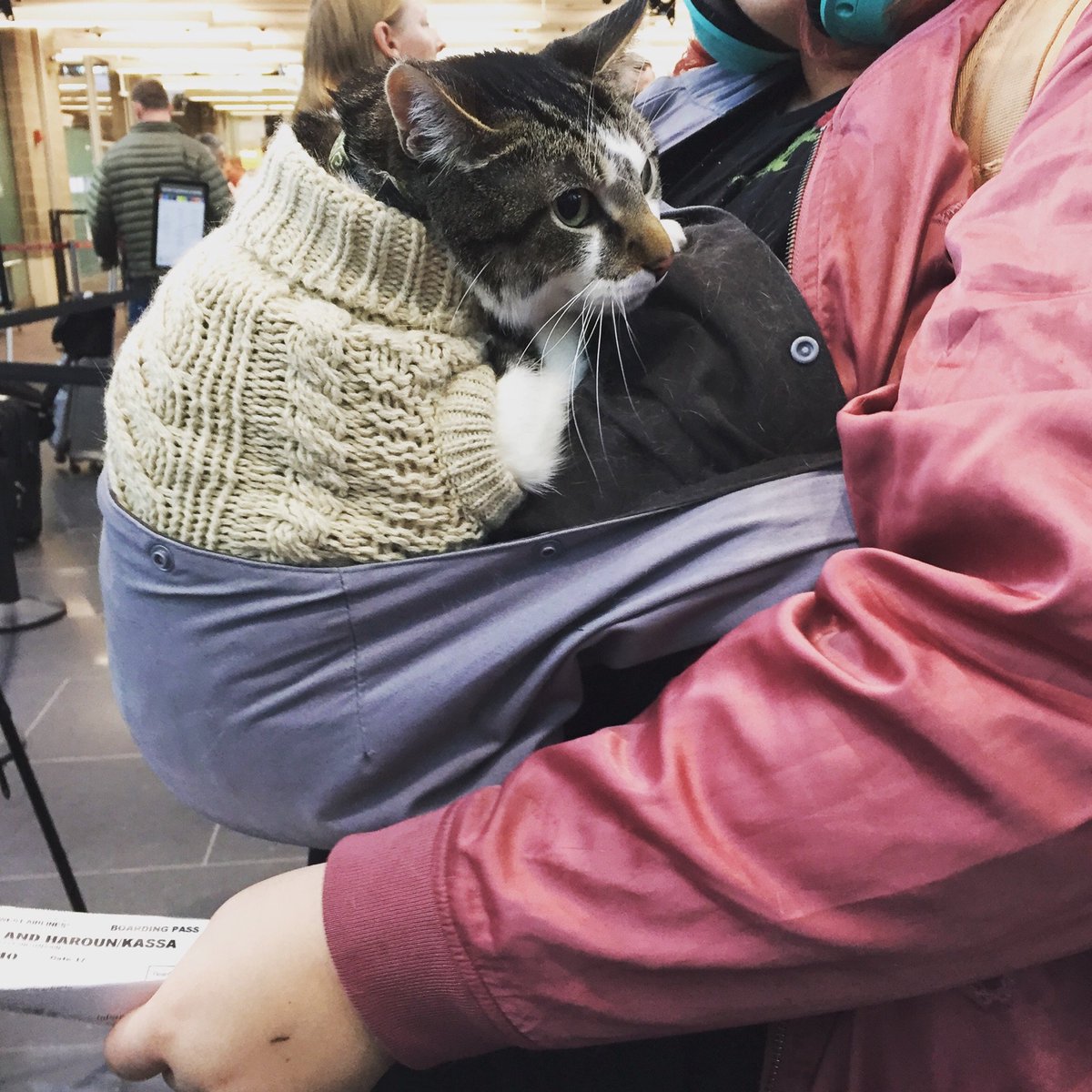 This is Keanu, the slinged up, sweatersed kitty traversing airport security alongside us this afternoon. 
(with permission)
