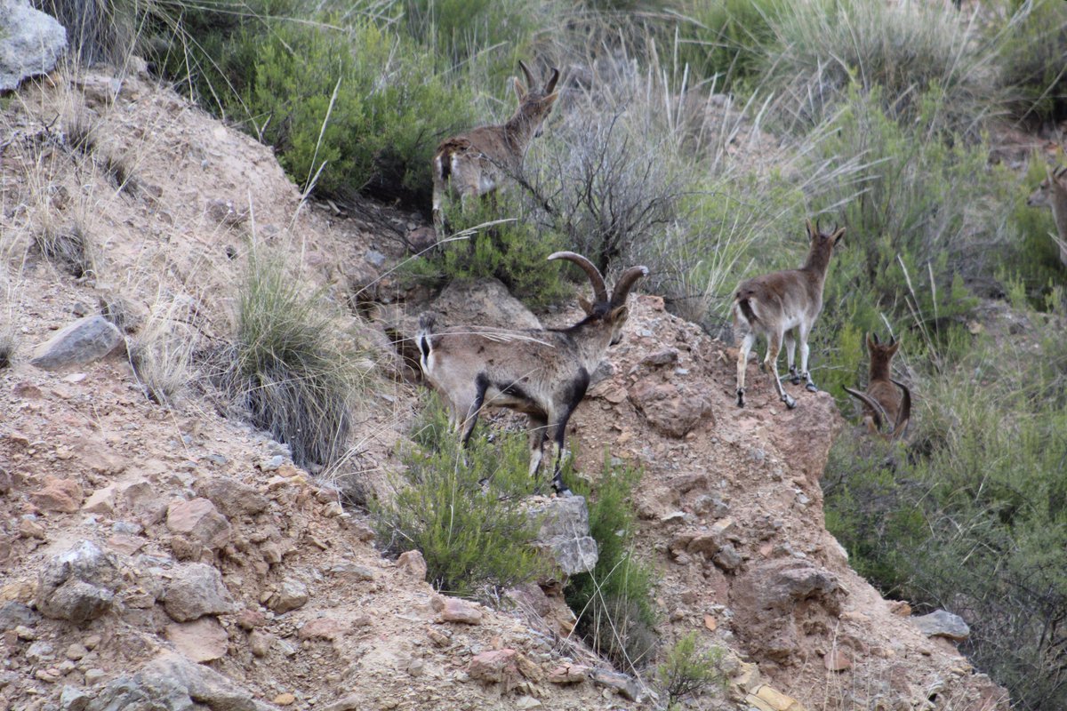 Chimo2015's tweet photo. Alumnos del IES Francisco de Goya, en el viaje de regreso, tal vez la Madre Naturaleza nos obsequia con este regalo. Tener las cámaras preparadas por si acaso, pues no entra en el programa de la visita. ¡ES UN EXTRA! https://t.co/ZUEFZfJmhc