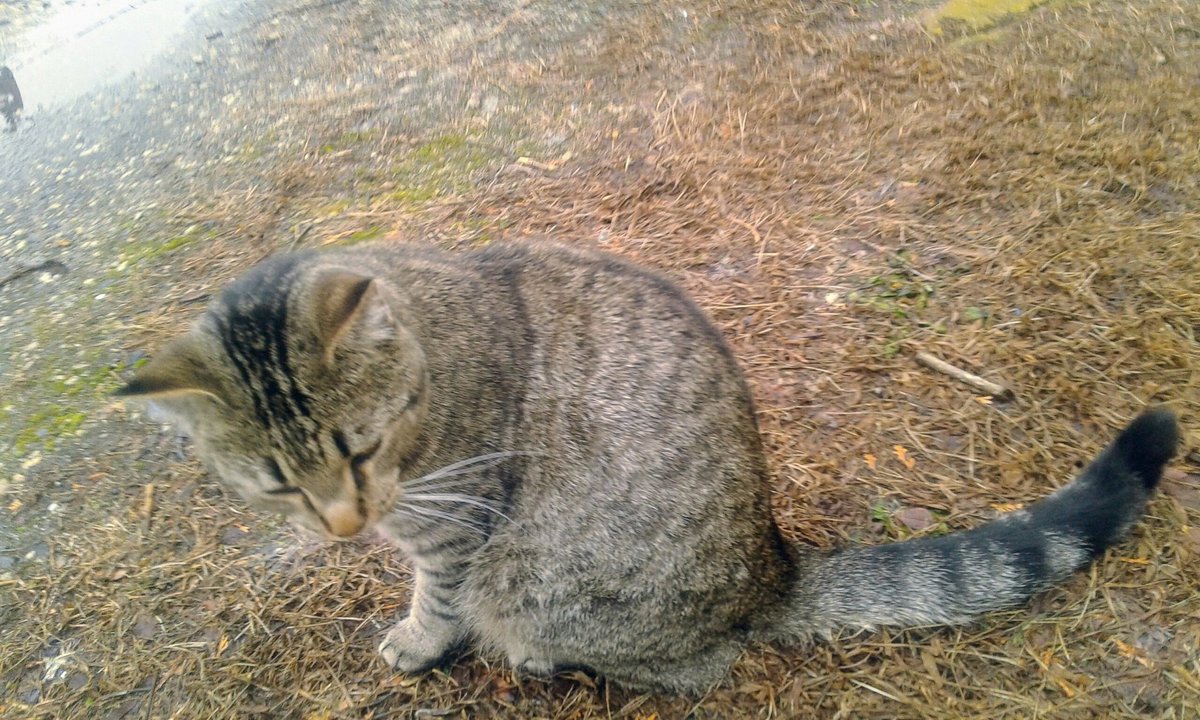 Maxcattrax's tweet photo. Is it #springtime yet? #cat #cats #Friyay #tabby #nomoresnow https://t.co/uuVRLP26Iz