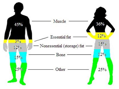 AnOptimalYou's tweet photo. Your health and how you physically and mentally feel is greatly impacted by your body composition. Your body composition is the measure of how much muscle mass, water, bones/tissues, and fat your body has. #bodypositive #health #loveyourbody https://t.co/jUiTvKuLsE