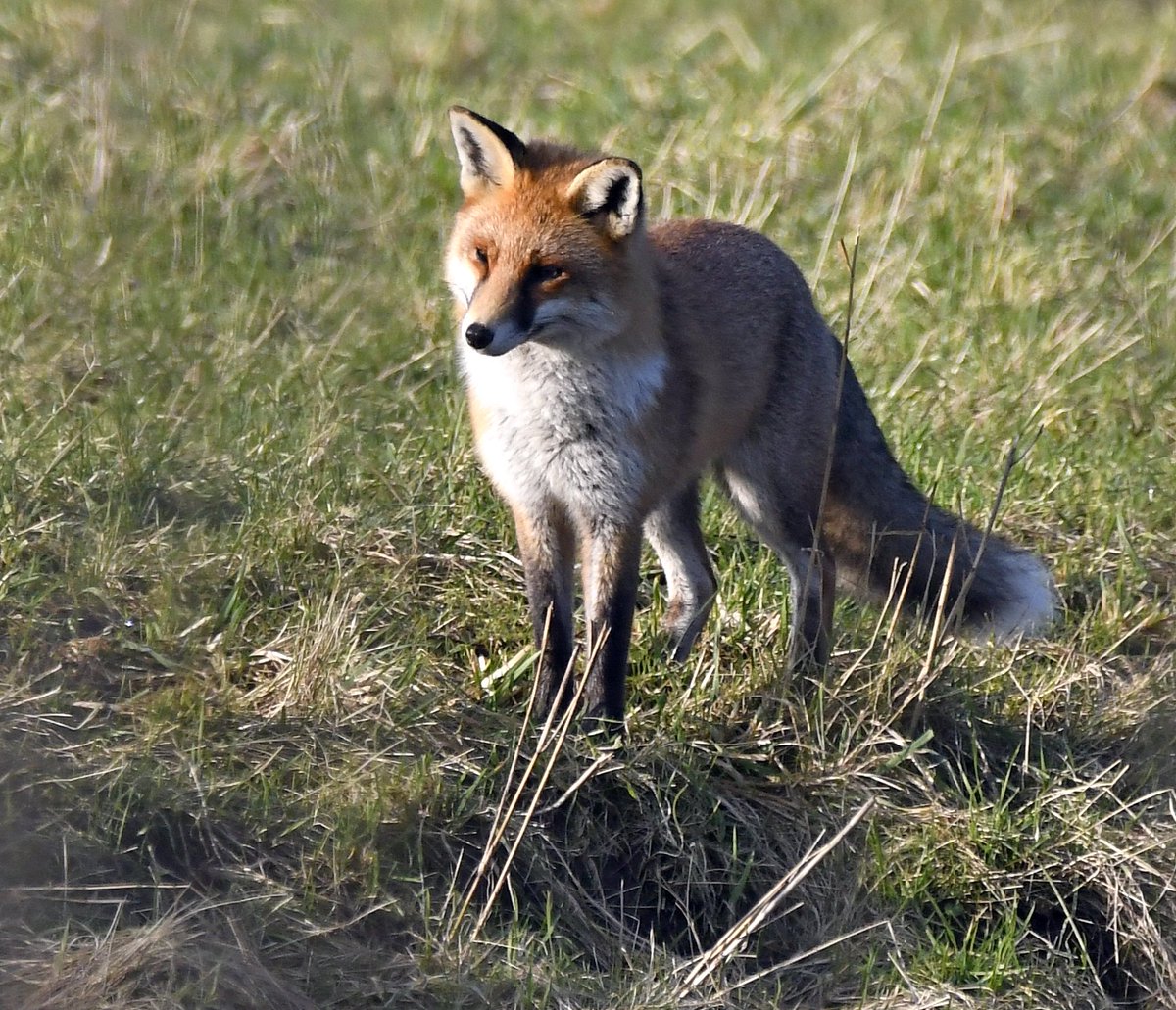 Retweet if you are AGAINST Fox-hunting!

This beauty was seen alongside a river near Cheddar in Somerset, UK.