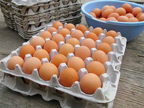 Agromonthly's tweet photo. FG To Flag Off N10bn National Egg Production Scheme In Akure
 https://t.co/uFhRwH2Bjf https://t.co/IcVpa428DY