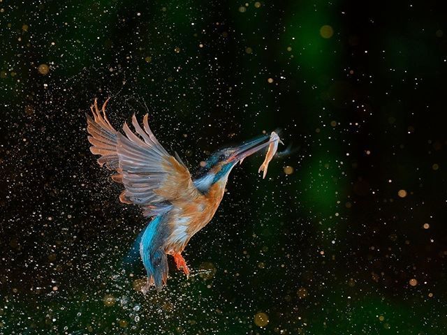 natureblog24's tweet photo. https://t.co/UR7yd0RJAD
Enchanting moment 📍 Kecskemet, Bacs-Kiskun, Hungary 📷 Tibor Kércz #natureblog_ru #waterdroops #emerging #kingfisher #природа #горы #mountains #travel #путешествие #beautiful #красота #sky #nature https://t.co/RIvHTGVNpF