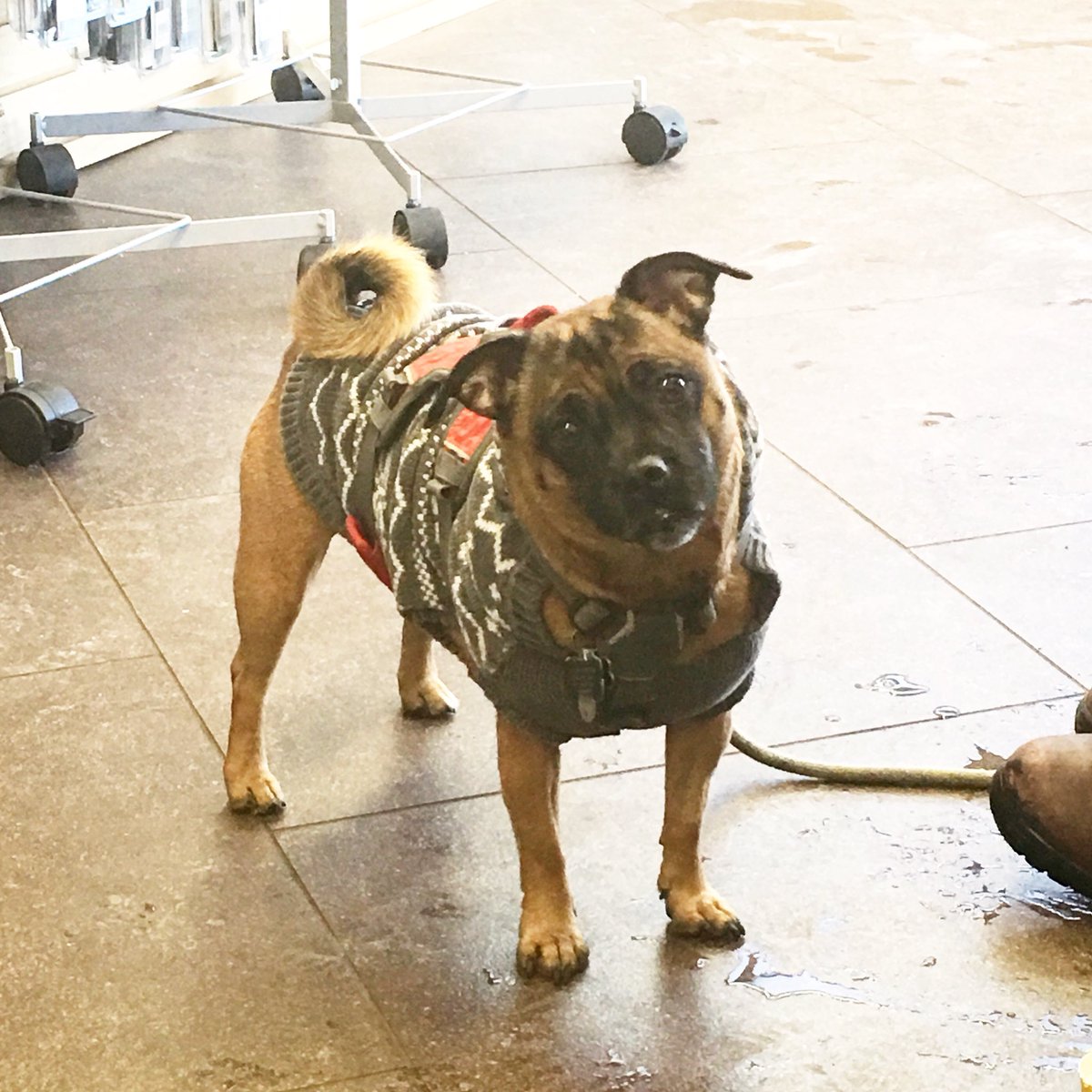 RoadReadyAuto's tweet image. We were visited by this cutie Luna😍 Happy Friday everyone #Friyay #RoadReady #RoadReadyAuto #RoadReadyBellmore