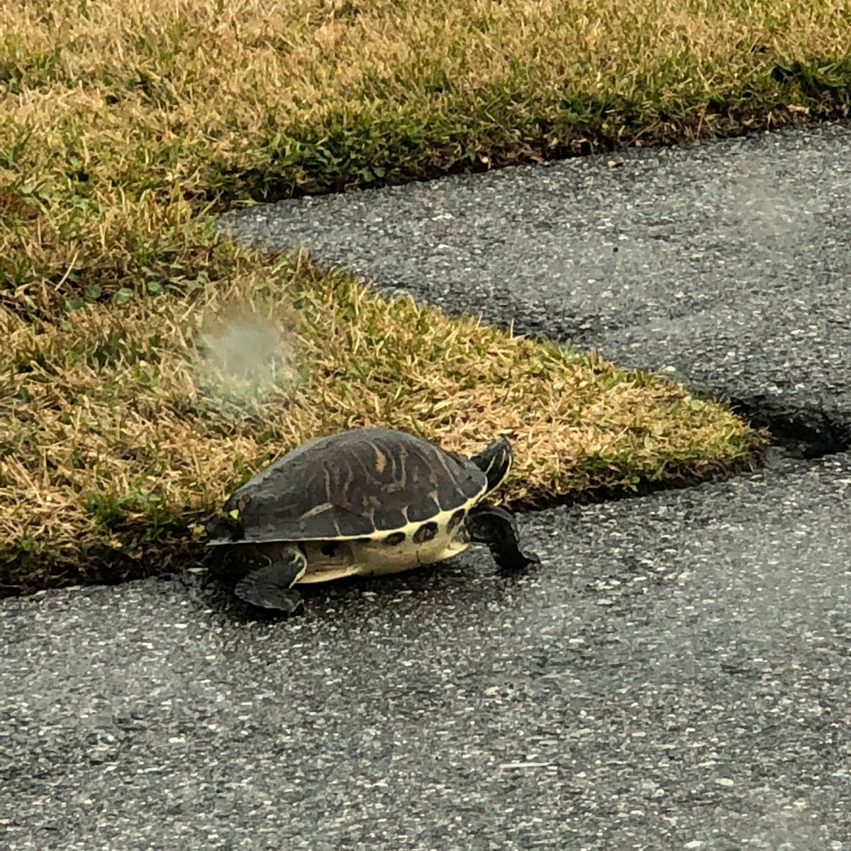 AuthorHMacht's tweet photo. I’m the person that always stops and saves turtles on the side of the road. This guy marks my first turtle save for 2018! #FloridaLife #TurtleSaver ❤️🐢 https://t.co/inqulsUyBV