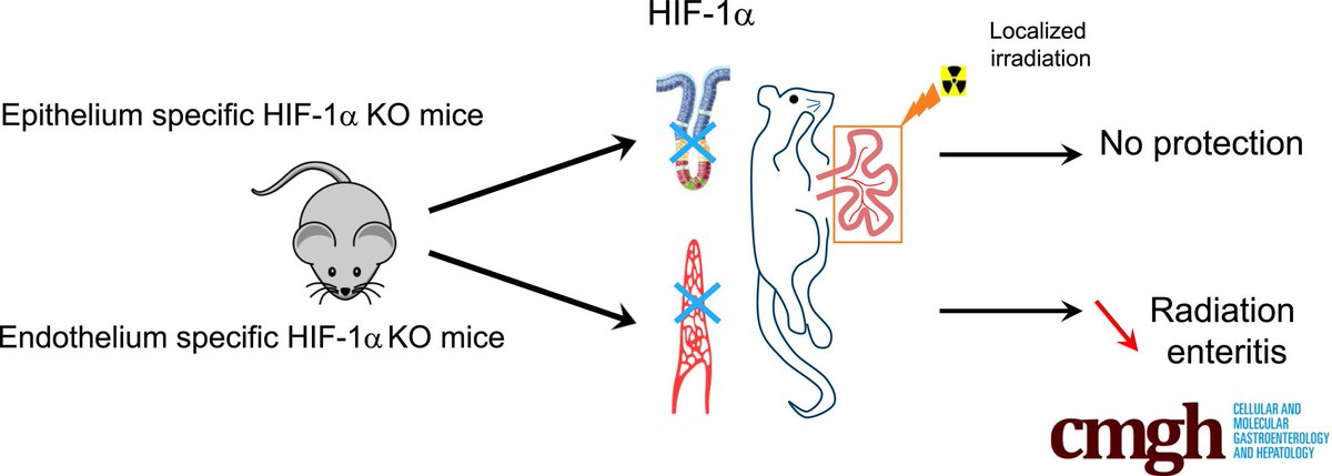 AGA_CMGH's tweet image. Endothelial HIF-1α drives #inflammatory response in radiation #enteritis mouse model ow.ly/aCtX30hKtmE