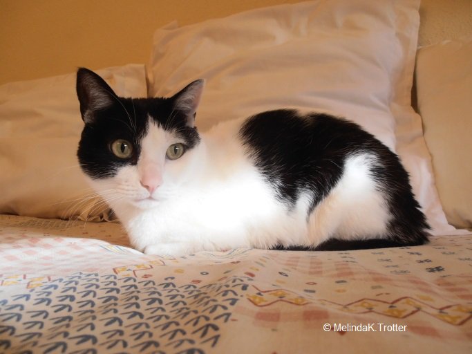 pixiewatchcat's tweet photo. Wow, I have more than 1,300 followers on my one year Twitter anniversary!  Thank you for following and many thanks to those who purchased my book.   😺 https://t.co/xXSdOKGUNa