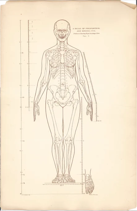 ジョン・マーシャル『プロポーションのルール』(1879)。図版は男性3枚、女性3枚の計6枚。前腕が回内し、解剖学的正位を取っていないことが特徴。メディカル・イラストレーターのカスバートによる図版は、線の取捨選択が秀逸。#美術解剖学 