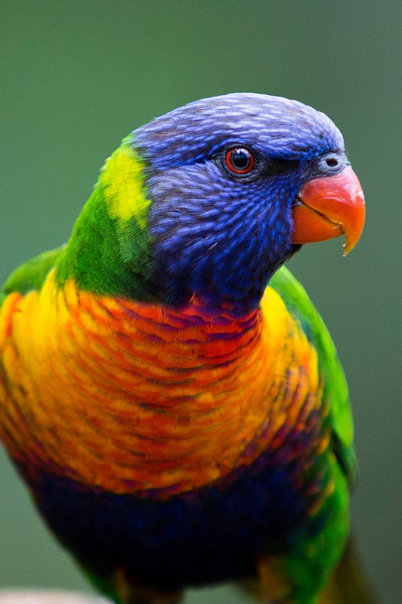 Psittaculidae Hashtag On Twitter