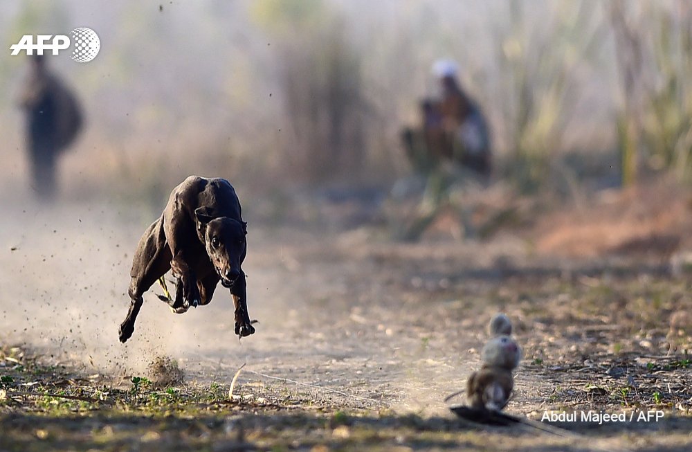 A dog chases a fake rabbit in a racing competition in the Pakistani