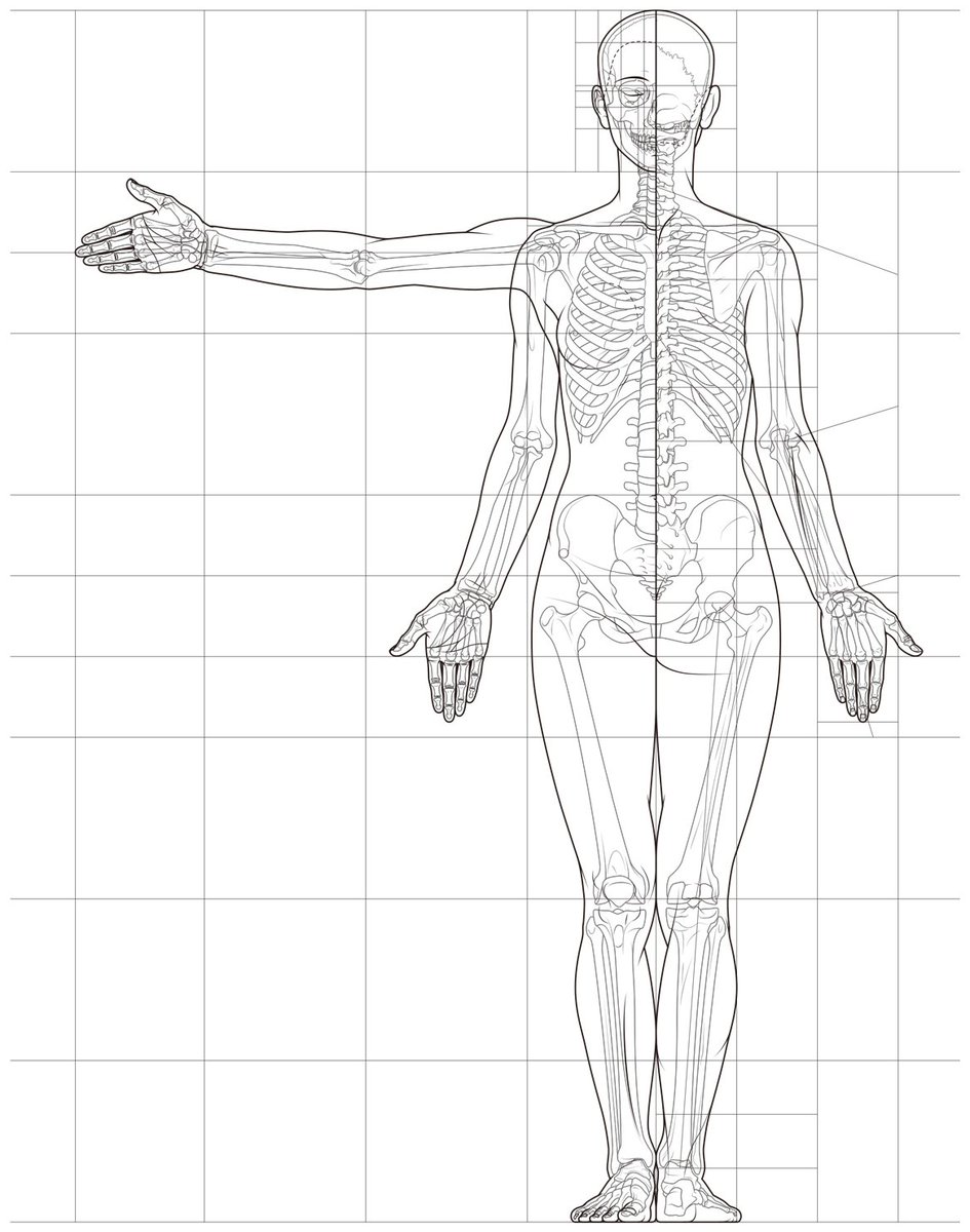 人体プロポーションは、美術解剖学独特の形態把握法。医学書ではほとんど見られない。頭身は、おおむね8頭身(ウィトルウィウス式)か、7.5頭身(マーシャル、リシェ)の2種類に分けられる。筆者作図。#美術解剖学 