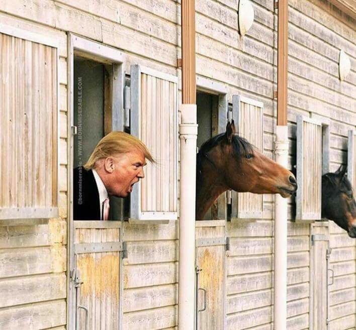 funnyornothwc's tweet photo. #stablegenuis #LOL #comedy https://t.co/1KaFFnONdL