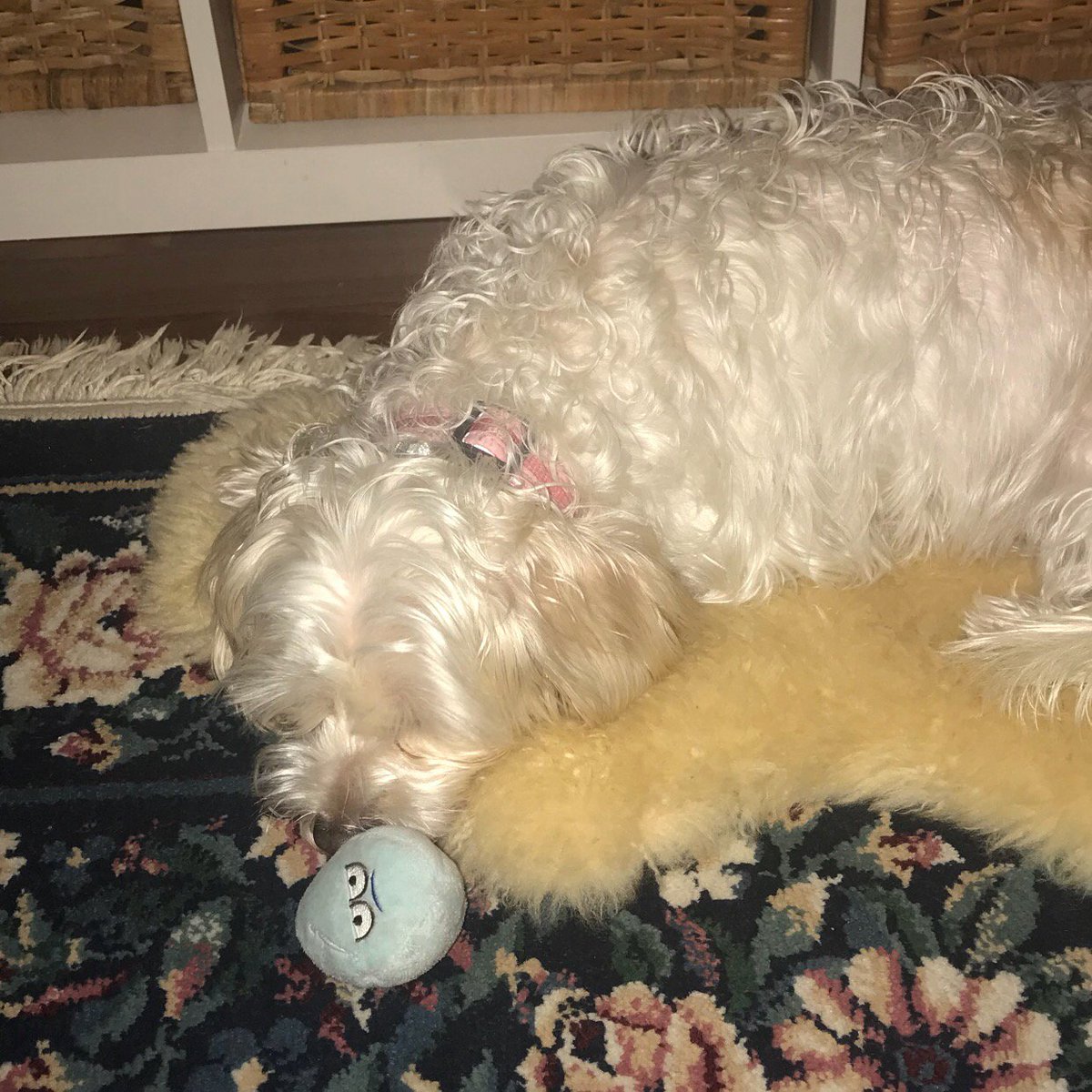 MommaBriLizzy's tweet photo. Treat your pup to @BarkBox + you'll get a free month - check it out! https://t.co/3hrw8KaAQK @Influenster #barkboxday #complimentary #contest https://t.co/pzcm972Iqp