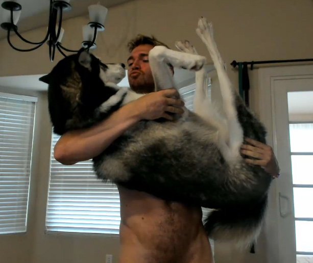 Here's wishing a Happy Birthday to Voyeur-dog Argent, who turns 2 years old today. And he doesn't look<a href="/tag/humpday"class="tags"><span>#humpday</span></a><a href="/tag/rt"class="tags"><span>#rt</span></a>