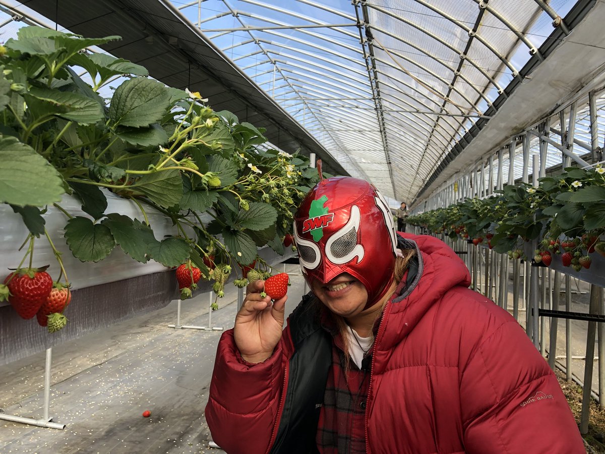 グレート 無茶 頑張ろう 長野 On Twitter 今日は伊那ケーブルテレビの収録でいちご狩りに 人生初のいちご狩りに大興奮 今が時期 おすすめです みはらしファーム