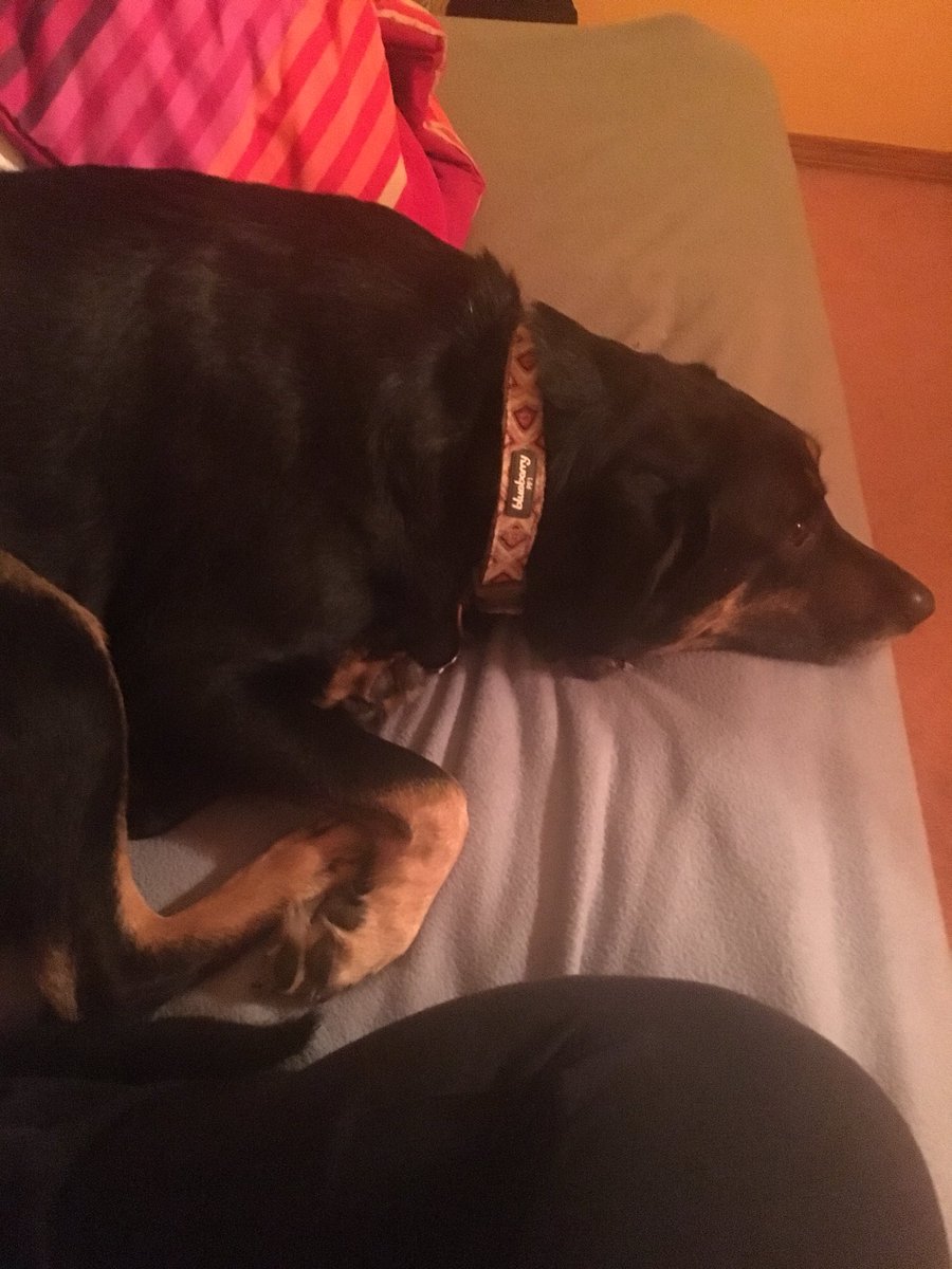 kaitlins5's tweet photo. Gets home &amp; the dog is so excited to see me she pukes all over after running in circles to get my attention 🙄 noted. Make sure the dog didn’t just eat before walking in the door 👏🏻 #PuppyFail #SheLovesMe https://t.co/hGSWTaDYld