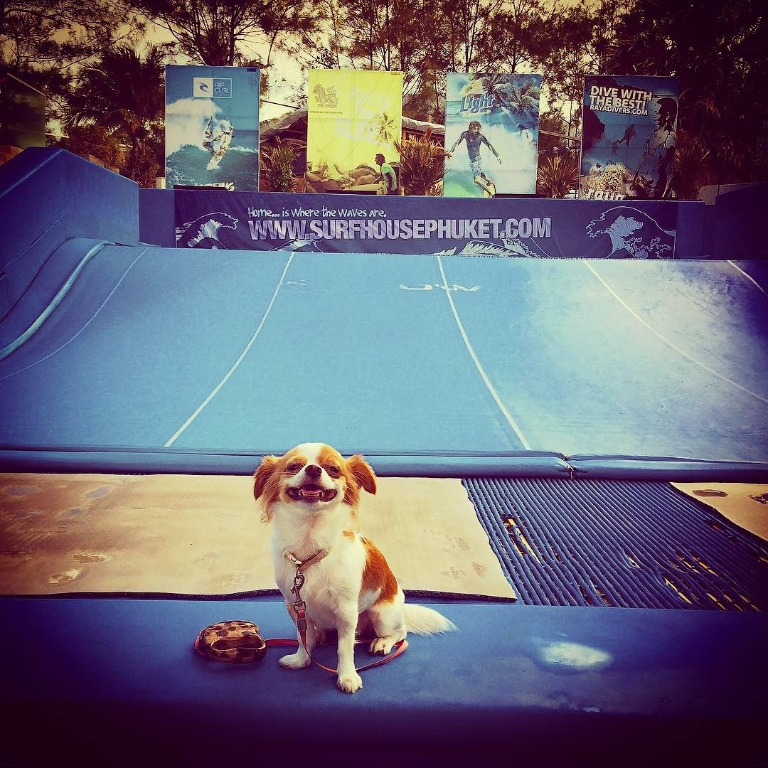 Flowboarders's tweet photo. That is one happy pup!
@FlowRider_inc @surfhousephuket
📸@nong_nufriends
https://t.co/GNeaW81X5B  #surfhousephuket #surfhouseboardriders #surfhousekata #katabeach #kata #flowrider #beforeopening #goodmorning #chiwawa #dog #dogsofinstagram #doglover #smile #phuket #thailand https://t.co/OFub3EBEpC