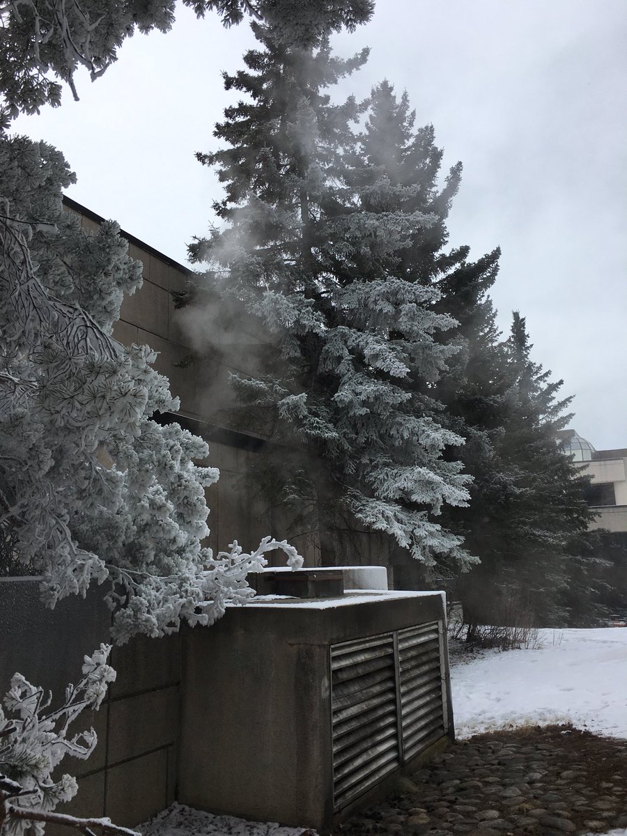 UofCSolarCar's tweet photo. lots of moisture from vent = frost-covered trees! it’s been a cold start to 2018 so far in #yyc ❄️ https://t.co/j2vhyJt0R8