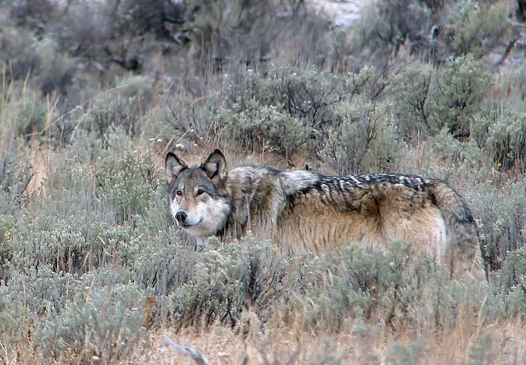 CaraSantaMaria's tweet image. “All of those qualities that you admire in your dog…came from wolves.” - @Nate_Blakeslee
on #TalkNerdy. #Yellowstone #Osix #wolves 

carasantamaria.com/podcast/nate-b…